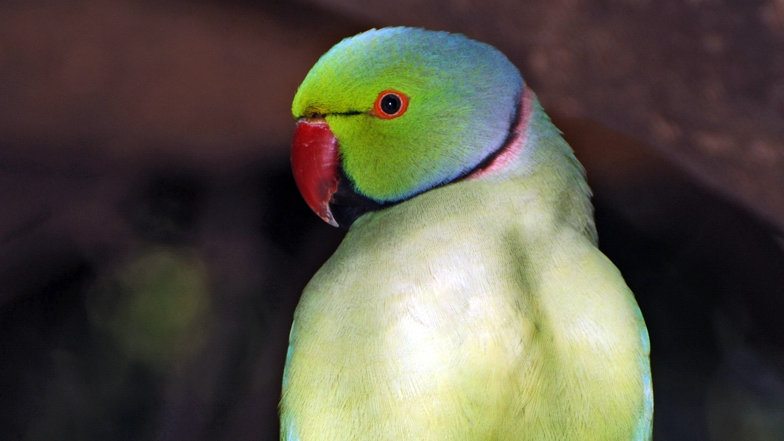 Un esemplare del pappagallo psittaculidae (foto da Wikipedia di Thomas Schoch)