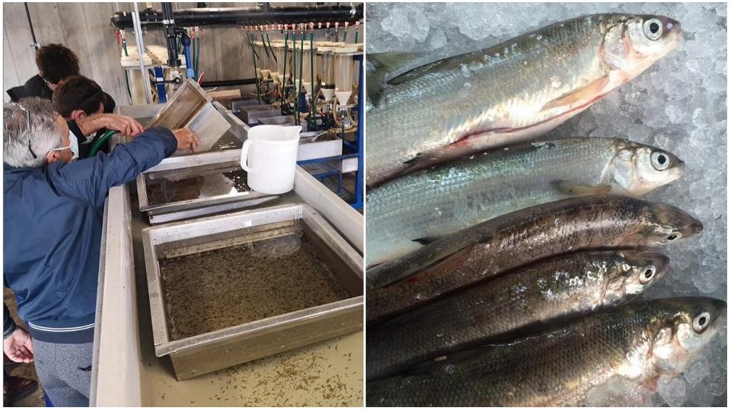 Il pesce è fra le specialità più gradite dai visitatori che frequentano i ristoranti delle zone lacustri lombarde