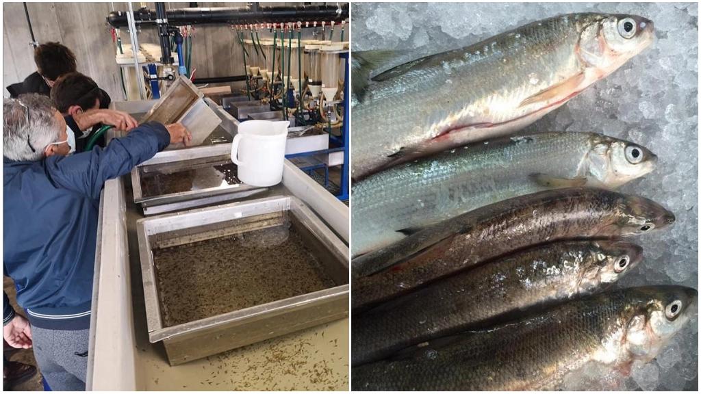 L'incubatore di Clusane e, a destra, coregoni pescati nel lago d'Iseo