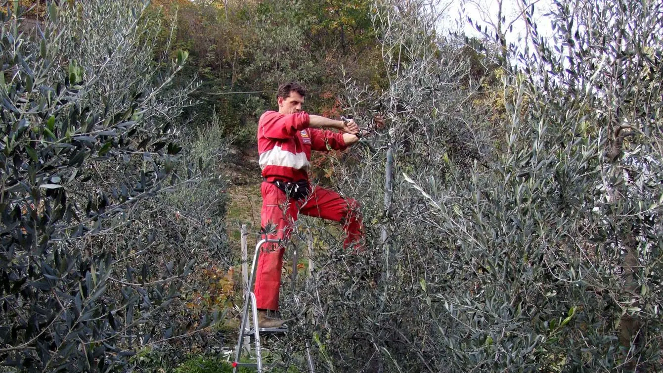 Ritorno all’agricoltura L’uliveto che dà speranza Ritorno all’agricoltura L’uliveto che dà speranza