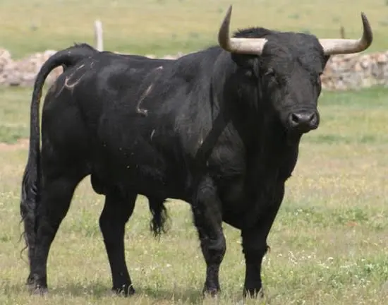 Casalmaiocco, migliorano le condizioni dell'allevatore colpito da un toro