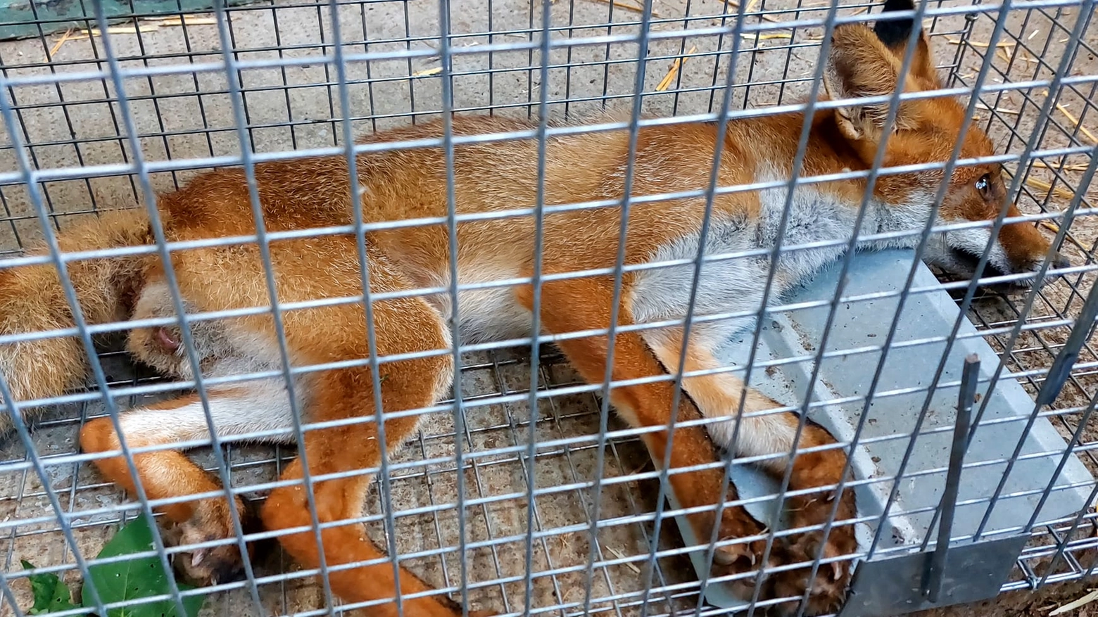 Red, il un cucciolo di 6-7 mesi aveva riportato fratture agli arti posteriori Red, il un cucciolo di 6-7 mesi aveva riportato fratture agli arti posteriori