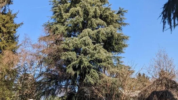 Lo storico cedro sarà salvato: da rivedere il progetto delle nuove aule