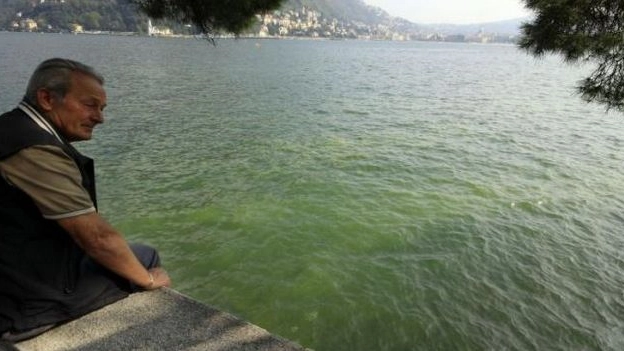 Alghe nel lago di Varese