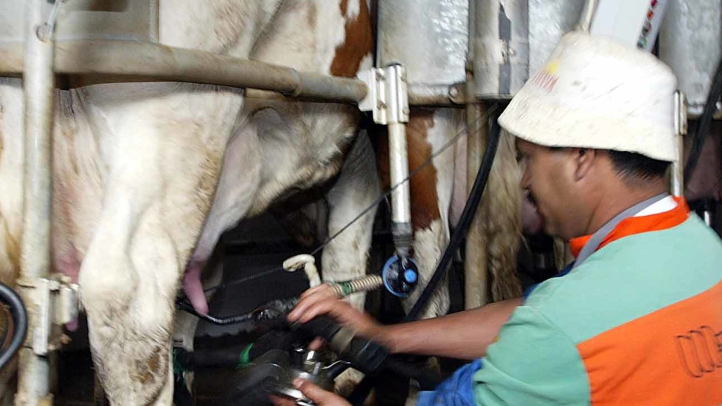 La mungitura: in Lombardia le mucche sono 1,5 milioni secondo Coldiretti