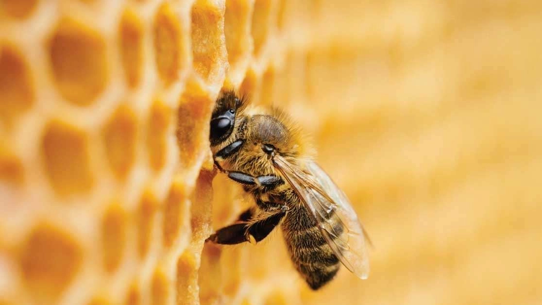 Gli eventi climatici estremi distruggono l'ambiente e le abitudini delle api