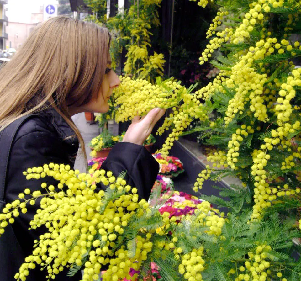 Como, centinaia di mazzi di mimosa sotto sequestro