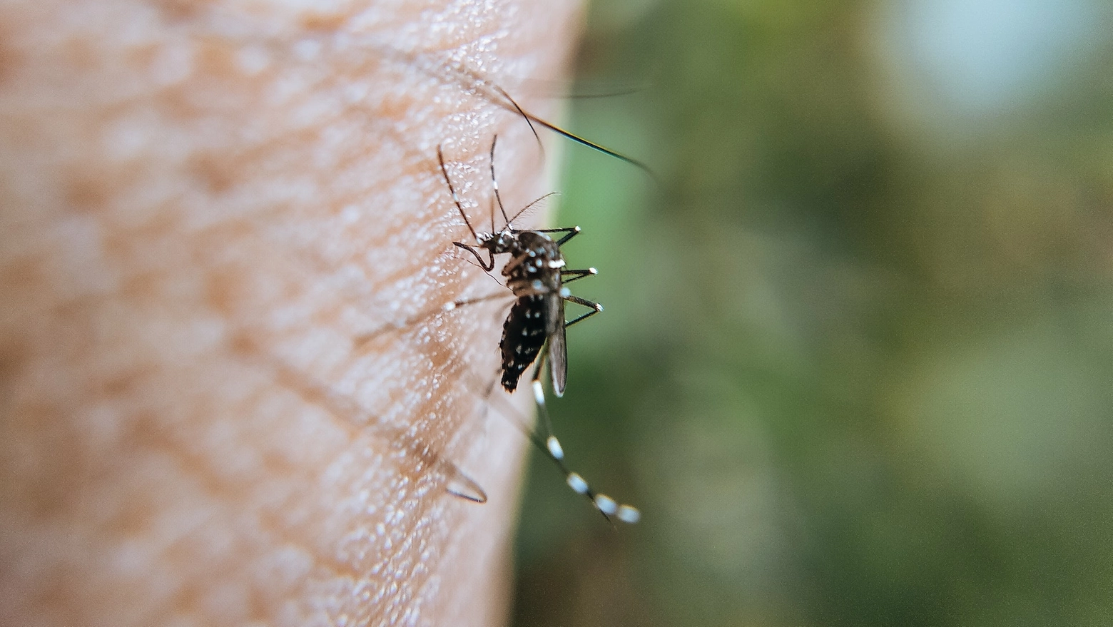 La modalità principale di trasmissione del virus del Nilo occidentale è rappresentata dalle zanzare, che sono il primo vettore