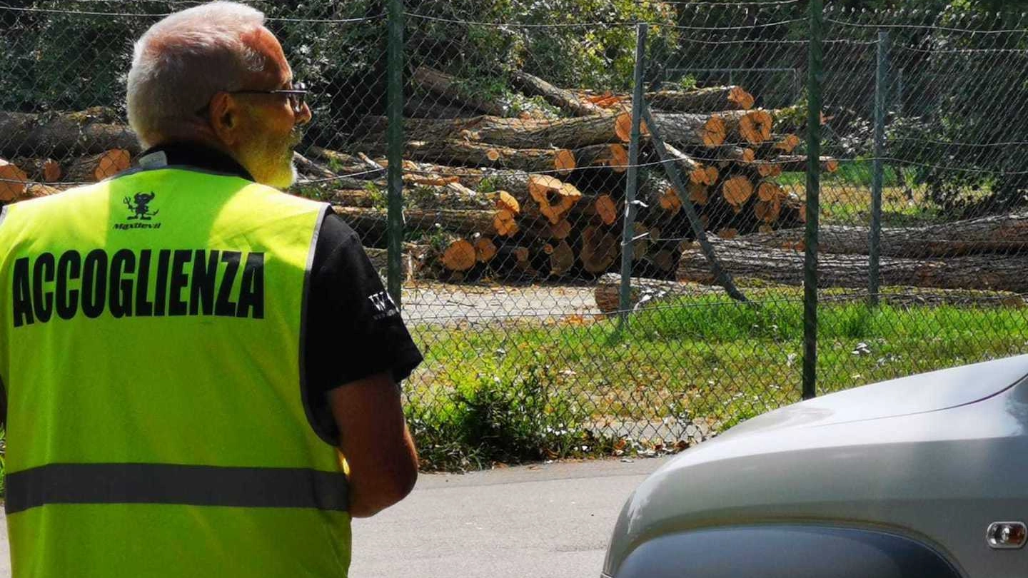 Gli alberi abbattuti a Monza