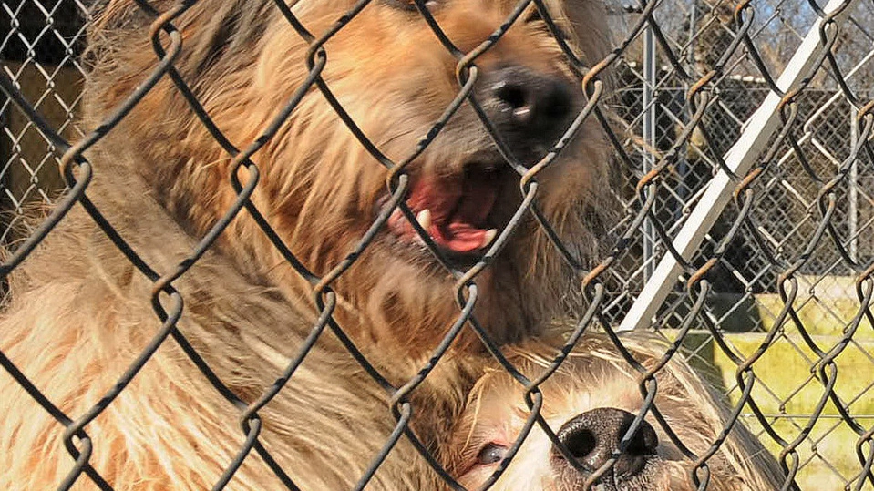 Cani in gabbia nell'allevamento abusivo