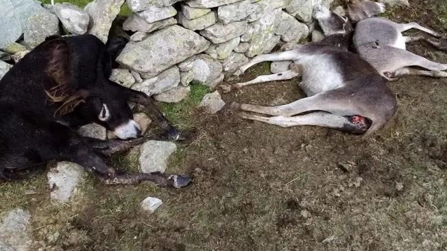 Rinvenute le carcasse di cinque asinelli folgorati da un fulmine Rinvenute le carcasse di cinque asinelli folgorati da un fulmine