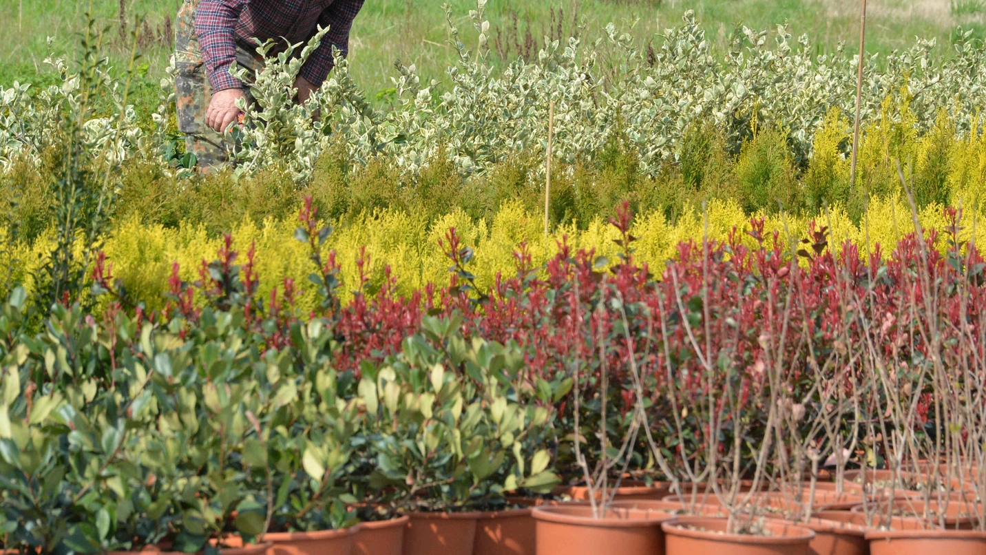 Coldiretti preoccupata dall’impennata dei costi in serra