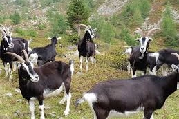 Capre frise valtellinesi