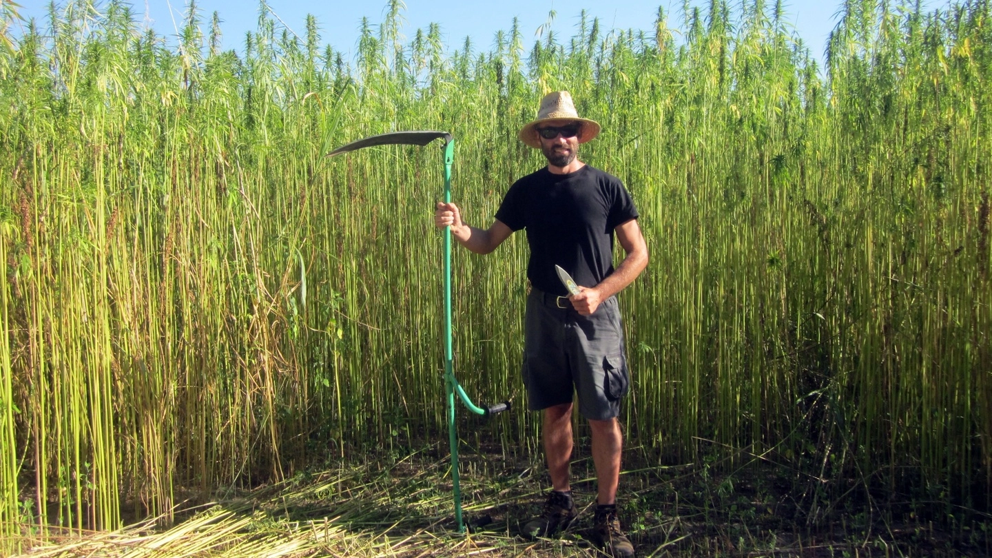 Lorenzo Bottani ha avviato la semina e la raccolta di canapa nei campi di Curtatone