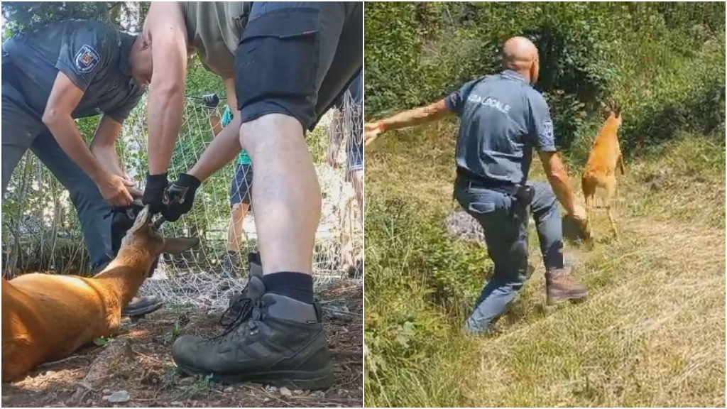 Il capriolo rimasto intrappolato nel parco di Bratto e poi liberato dalla polizia provinciale Il capriolo rimasto intrappolato nel parco di Bratto e poi liberato dalla polizia provinciale