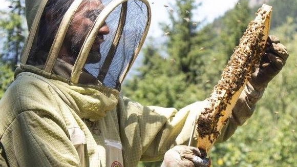 Giacomo Dell’Orto, 38 anni, produce miele biologico 