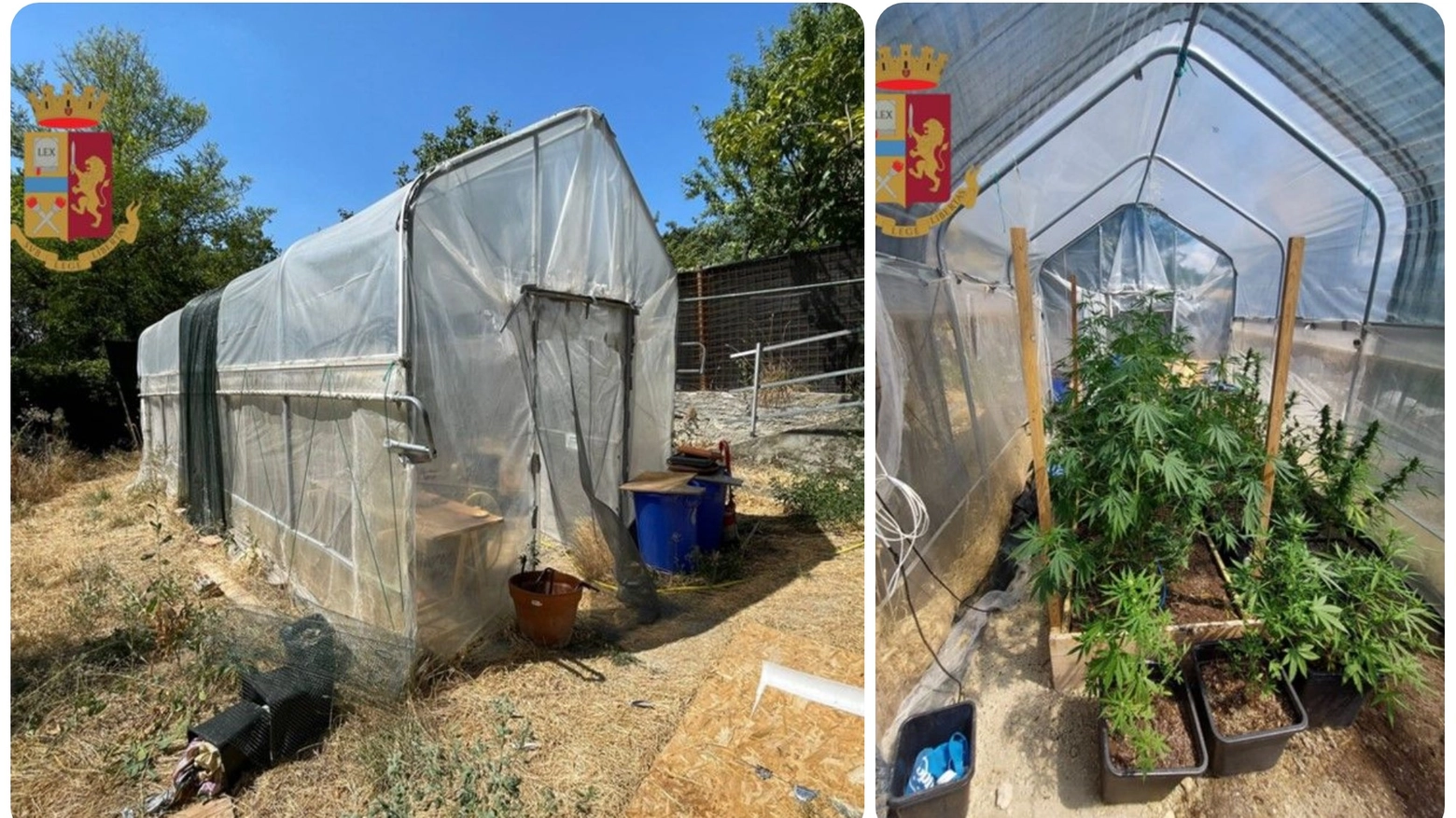 Serra di marijuana (Foto carabinieri)