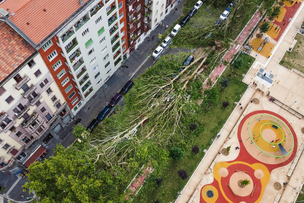 Viale Argonne a Milano, gli alberi abbattuti dalla tempesta di luglio hanno devastato l’area verde sistemata dopo i lavori M4