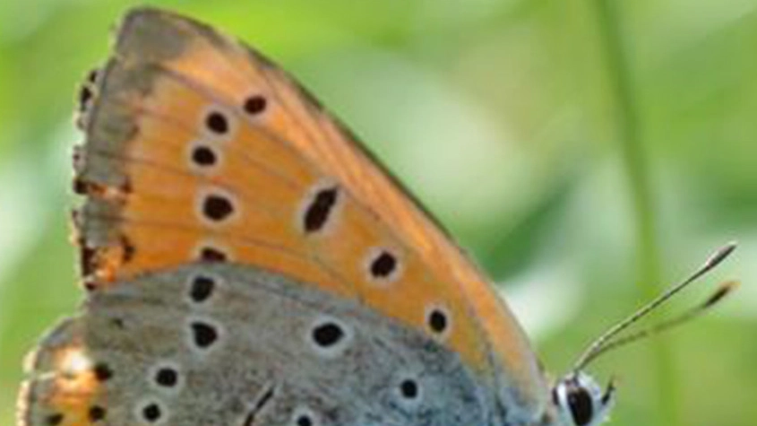 Una farfalla del Parco del Ticino (Studiosally)