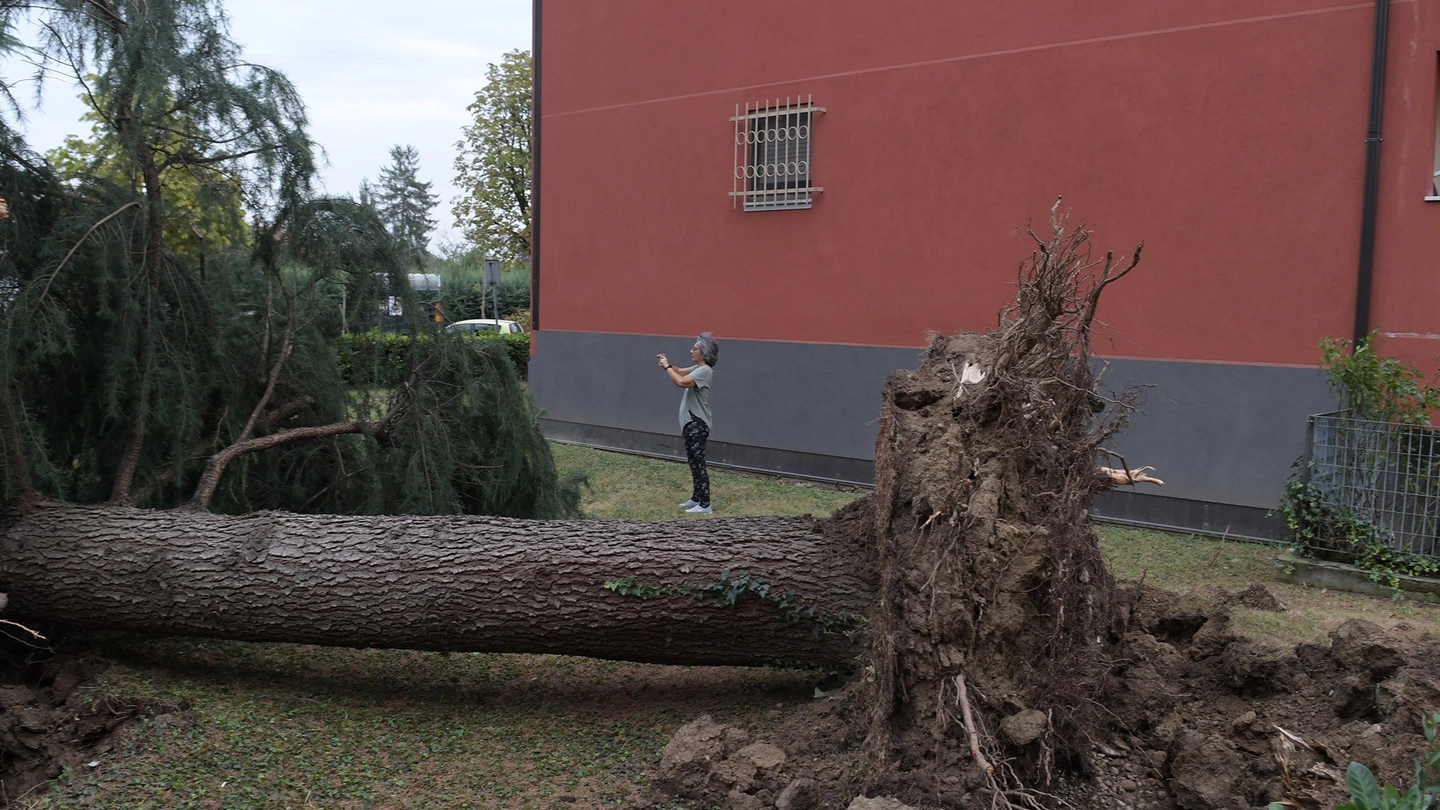 Uno degli alberi caduti dopo il nuovo nubifragio nel Milanese