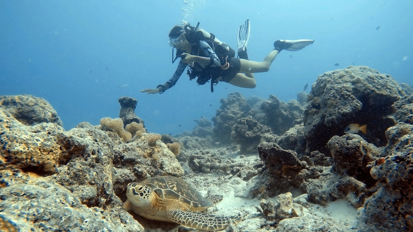 Nicola El Haddada, 27 anni, sta lavorando come biologa marina a bordo delle spedizioni Wwf Travel nel Santuario dei Cetacei Pelagos. Le sue ricerche spaziano dalle tartarughe alla bioacustica dei delfini