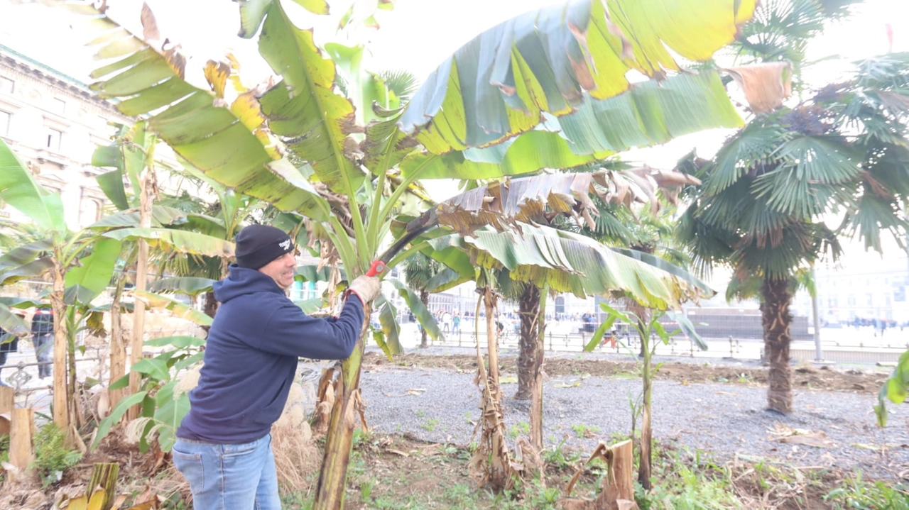 L'abbattimento delle palme e dei banani in piazza Duomo (Foto Salmoirago)