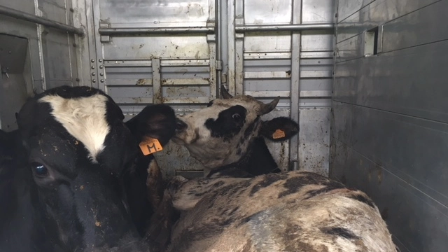 La vacca da latte ferita e con tumefazioni