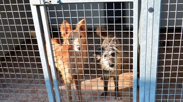 Con le vacanze aumentano i cani abbandonati al canile di Brescia. “È l’estate peggiore degli ultimi anni”
