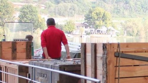 I canguri trasferiti: "Rischi per la salute" I canguri trasferiti: "Rischi per la salute"