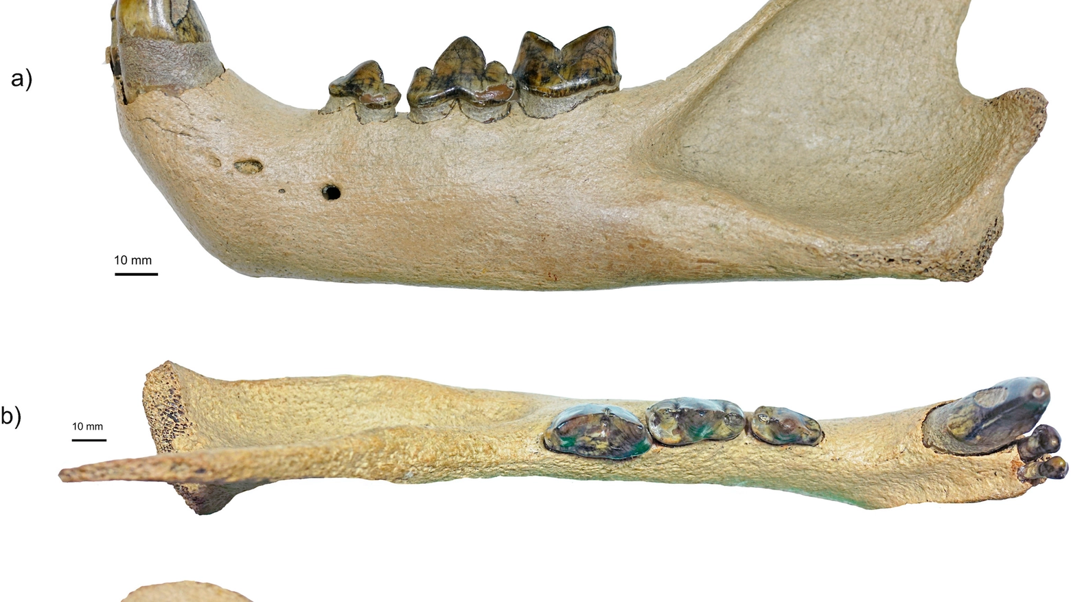 Analizzato un reperto risalente al Pleistocene, ritrovato vicino a Cremona