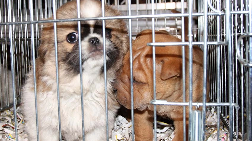 Il traffico illegale di cuccioli è uno dei rati più lucrosi (Foto archivio)