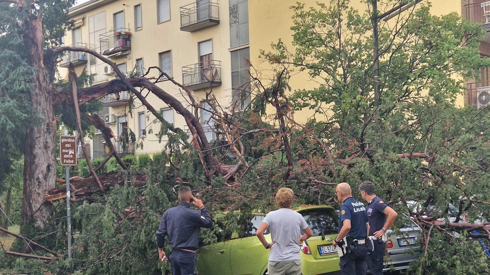 

"Novate Milanese: Prevenzione mancata, cede lo storico tasso e 4 auto vanno distrutte"