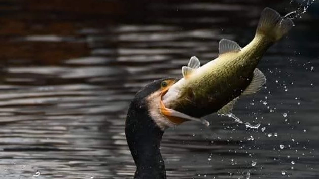 Il pranzo di un esemplare di cormorano