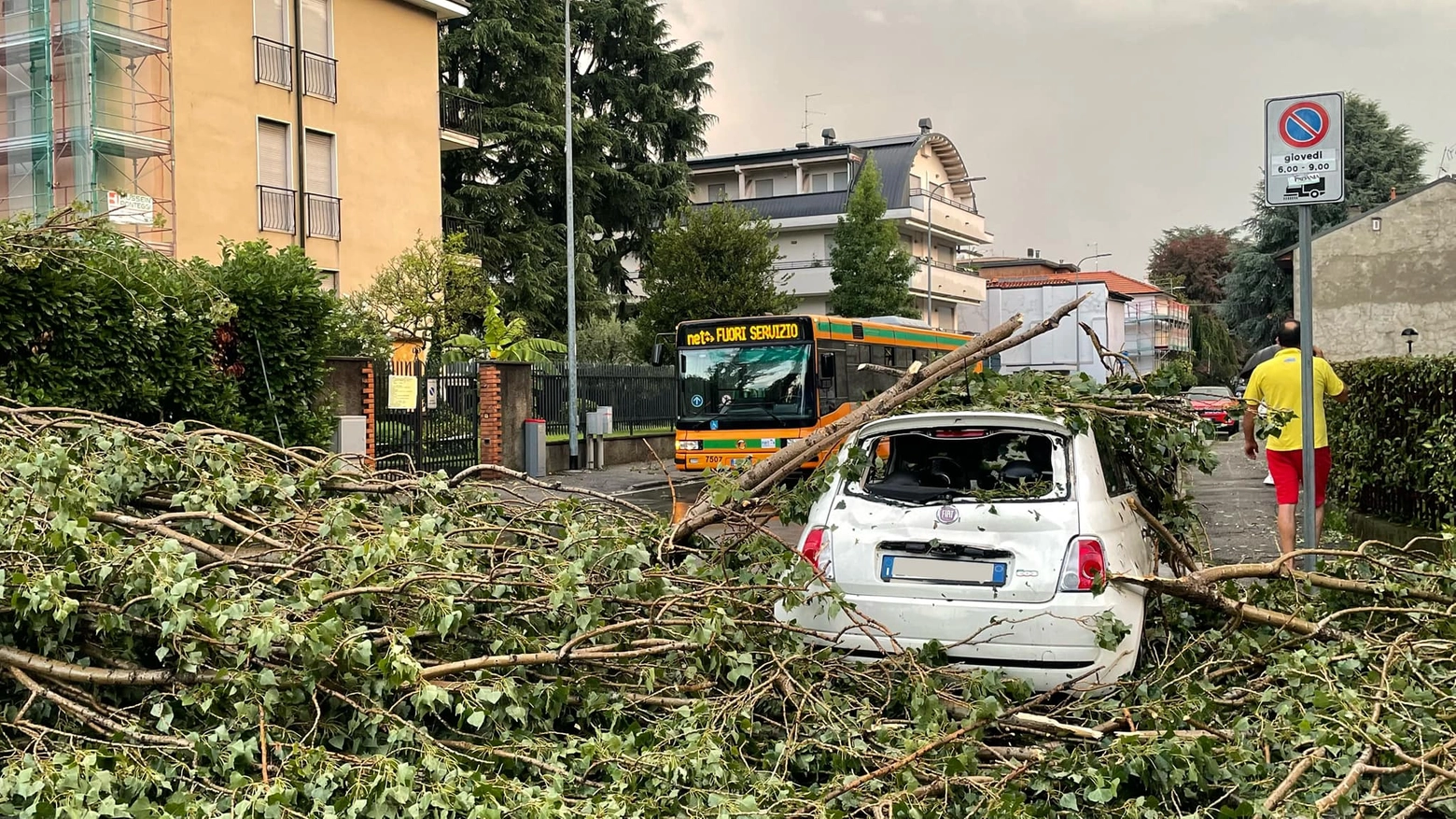 Un albero sradicato a Monza