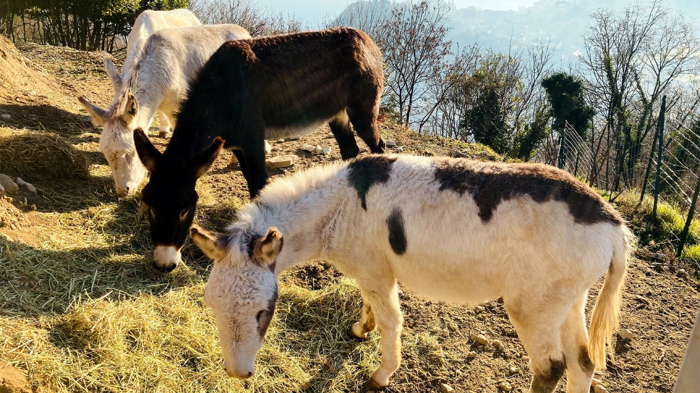 Calolziocorte: asini spazzini ripuliranno la collina imbottita di rifiuti tossici