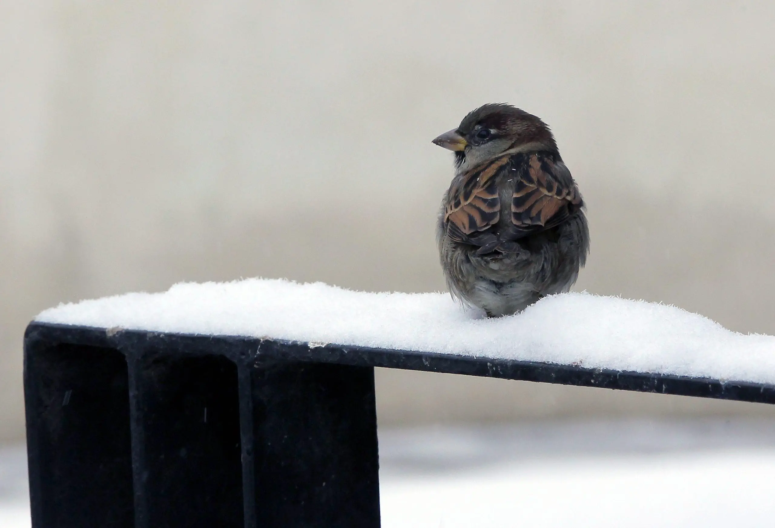 Pontedilegno-Tonale, è tornata la neve