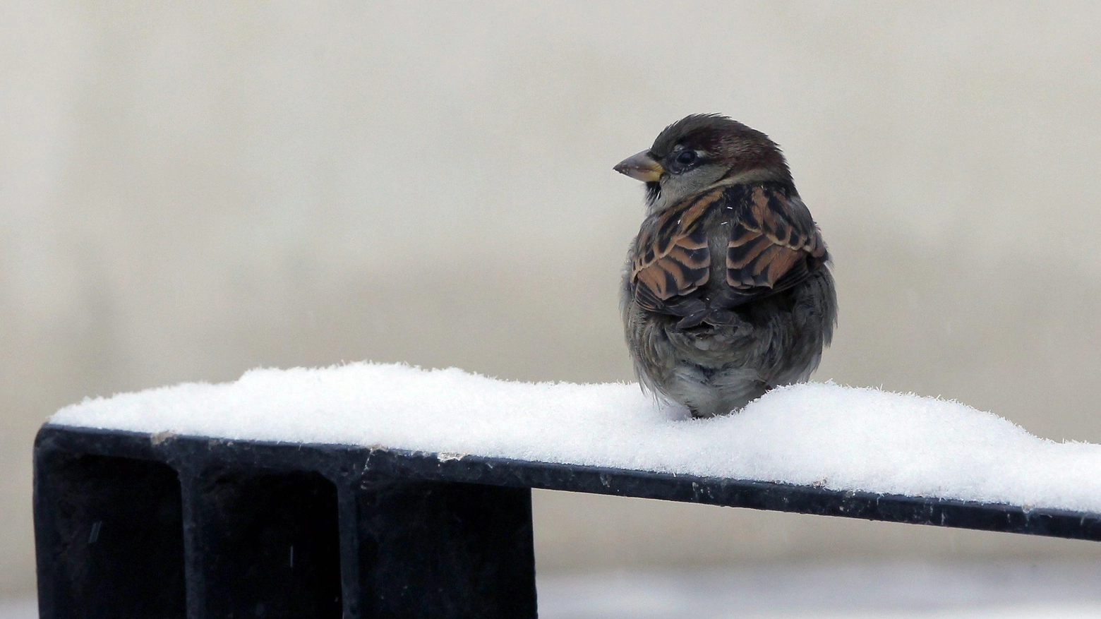 Uccellino nella neve in una foto Ansa