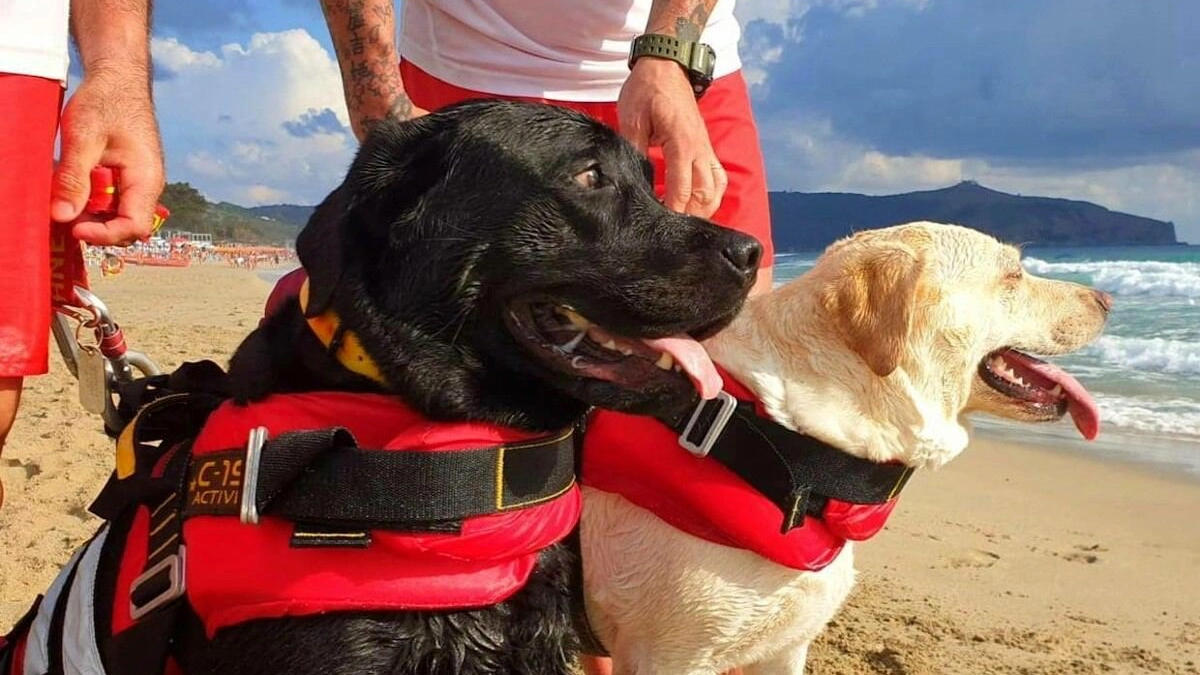 Igor e Luca, i cani bagnino che hanno salvato una 15enne