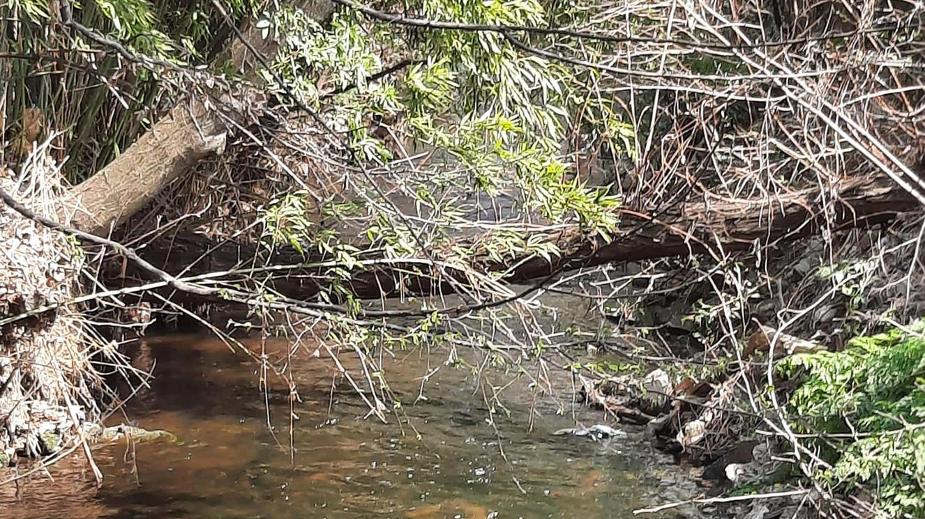 Dubbi sulle vasche di laminazione: "Prima ripulite torrente e canale"