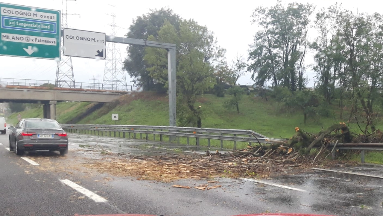 L'albero caduto all'uscita Cologno Monzese della Tangeziale Est