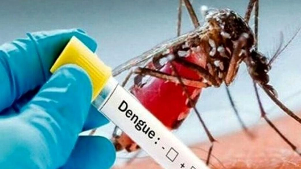 Crescono i casi di febbre di Dengue autoctoni ovvero trasmessi localmente in Italia. In provincia di Lodi attualmente sono 37