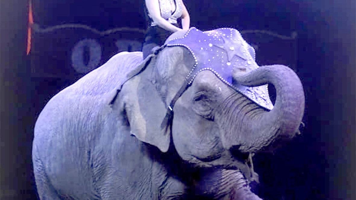 Uno spettacolo circense con elefanti