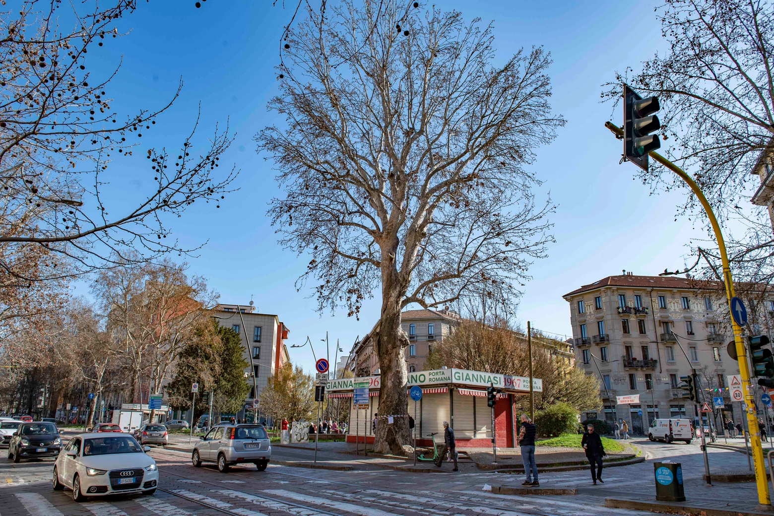 Il platano di piazza Buozzi