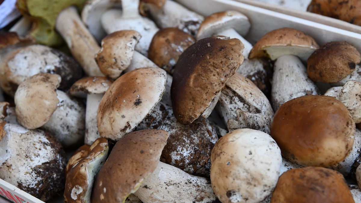 Funghi porcini