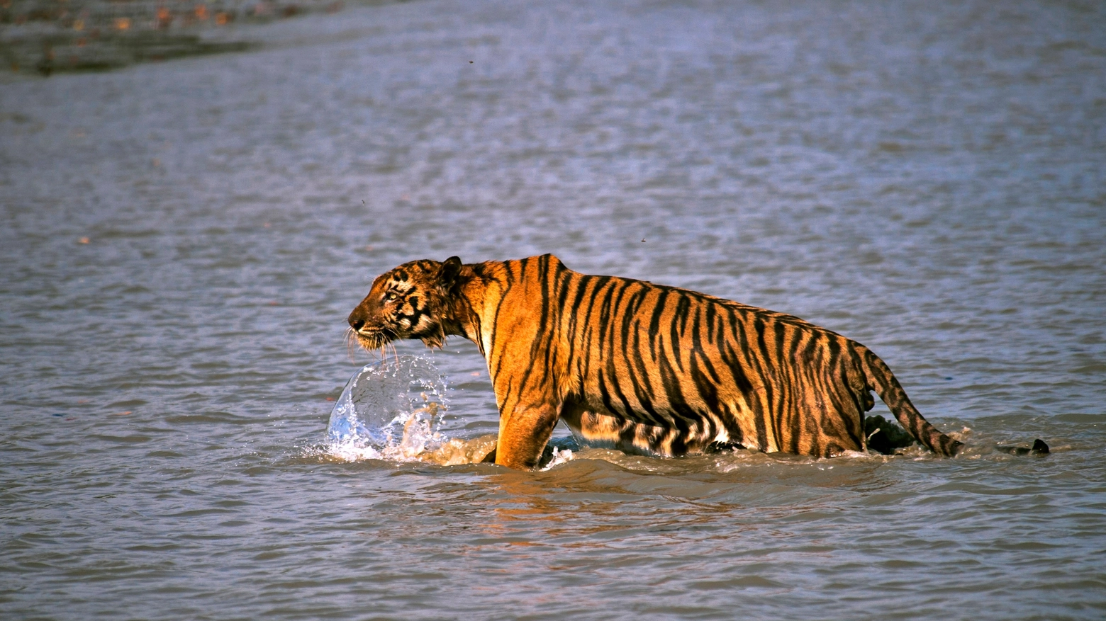 Tigre libera in natura in India (Foto AP)