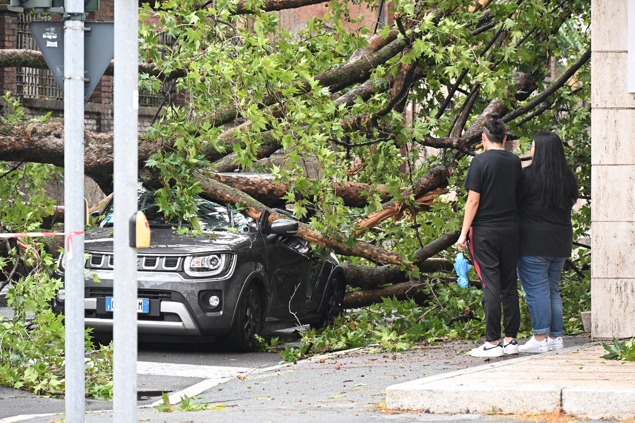 L'albero caduto al vecchio ospedale di Legnano