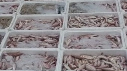 Un'immagine di repertorio di pesce congelato