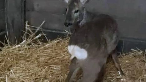 Capriolo nel naviglio  salvato dai pompieri