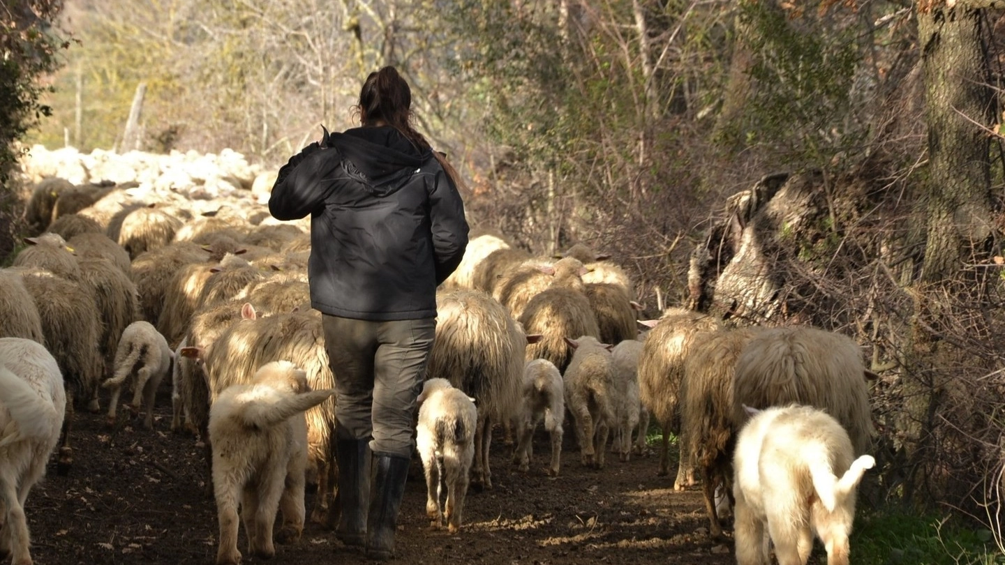 Allevatore con un gregge di pecore Allevatore con un gregge di pecore