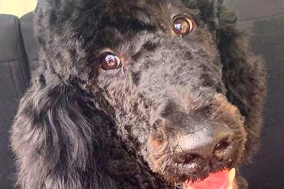 Atena, la cagnolina del papà di Marica Pellegrinelli uccisa da un boccone killer